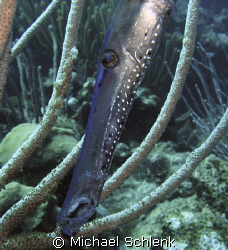 Trumpetfish doing the best he can to hide from my camera. by Michael Schlenk 
